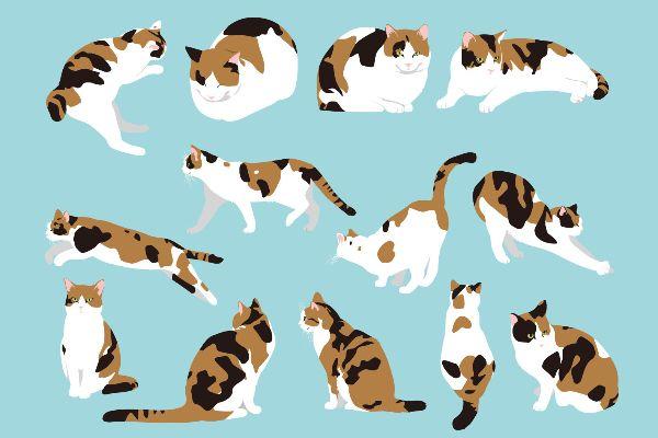 Cat free illustrations